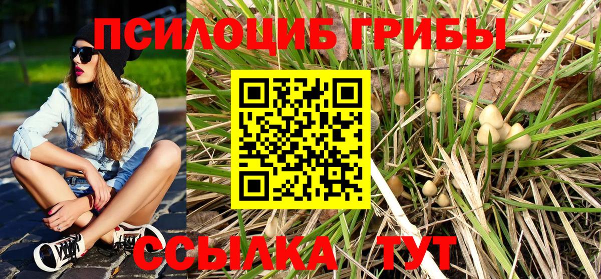 Галлюциногенные грибы Psilocybine cubensis Тверь